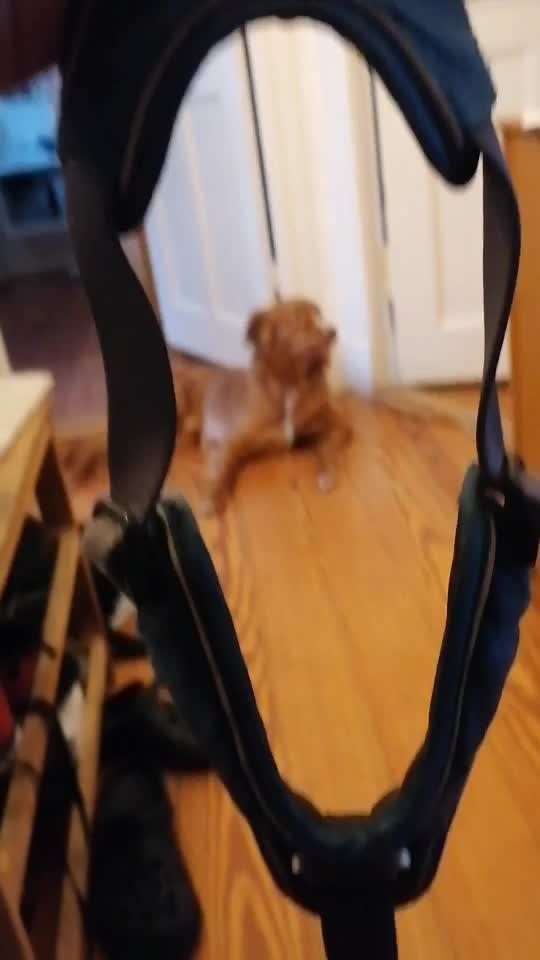 Hund heult nachts-Beitrag-Bild