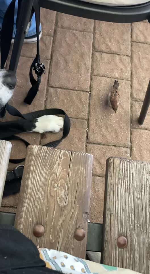 Gehören Hunde ins Restaurant?-Beitrag-Bild