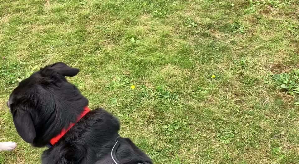 Brachycephale Hunderassen-Beitrag-Bild