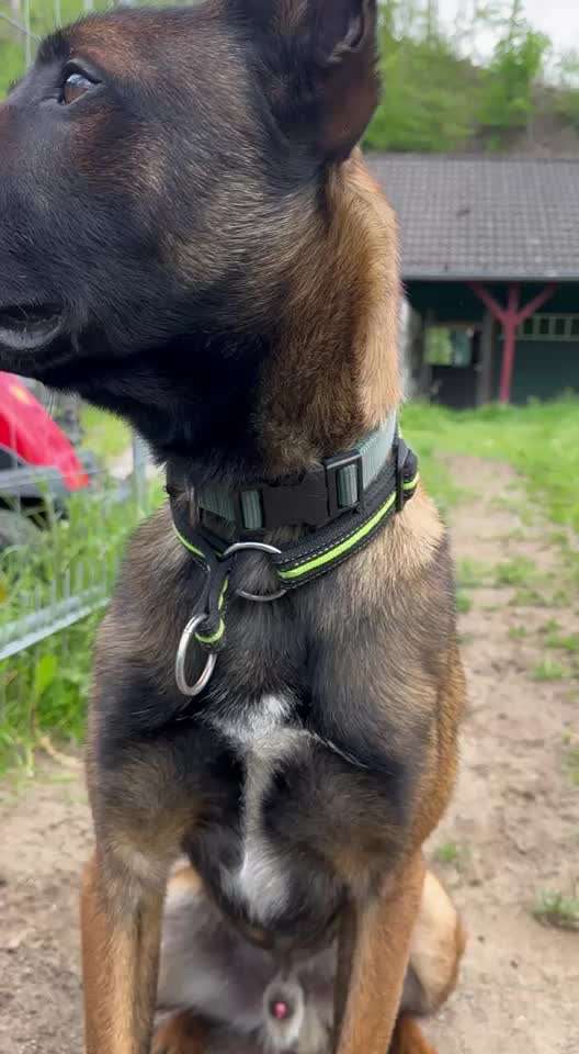 Tierschutzhunde suchen ein Zuhause-Beitrag-Bild