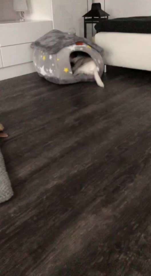 Dansky (Dansk-Svensk Gårdshund)-Beitrag-Bild