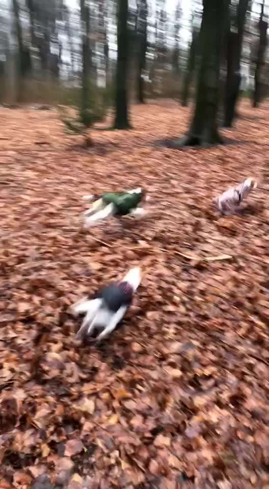 Dansky (Dansk-Svensk Gårdshund)-Beitrag-Bild