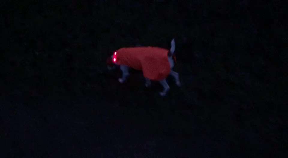 Dansky (Dansk-Svensk Gårdshund)-Beitrag-Bild