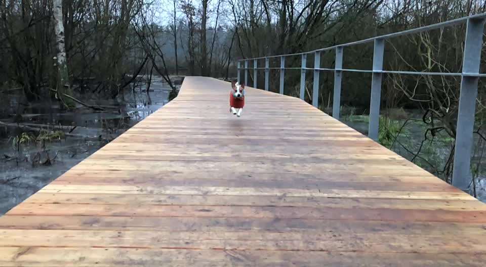 Dansky (Dansk-Svensk Gårdshund)-Beitrag-Bild