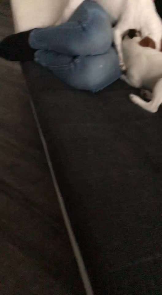 Dansky (Dansk-Svensk Gårdshund)-Beitrag-Bild