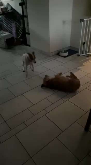 Dansky (Dansk-Svensk Gårdshund)-Beitrag-Bild