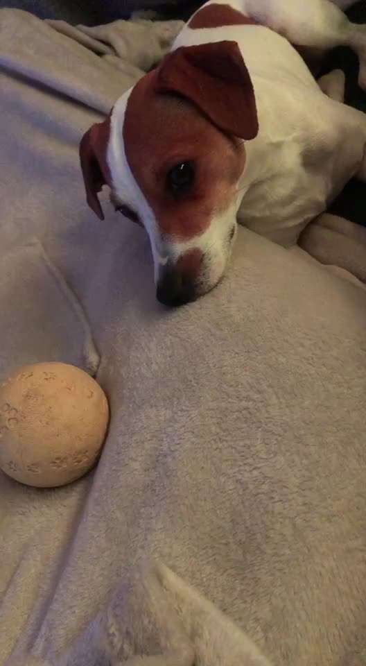 Dansky (Dansk-Svensk Gårdshund)-Beitrag-Bild