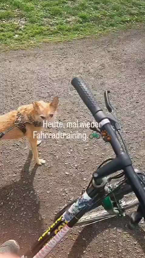 FAHRRADLEINE-Beitrag-Bild