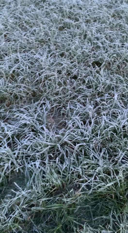 Hunde Verhalten-Beitrag-Bild