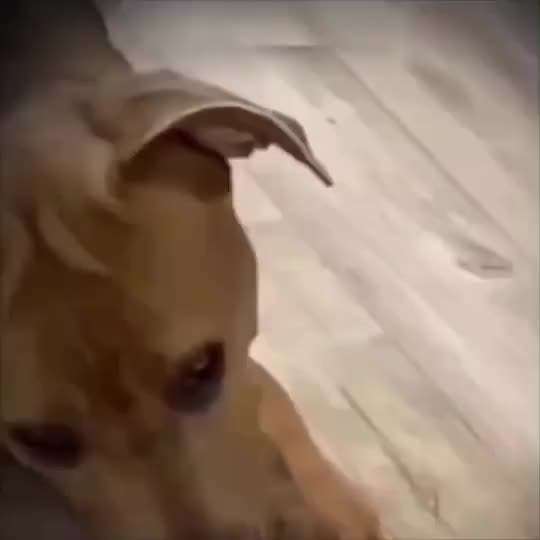 Hunde Memes-Beitrag-Bild