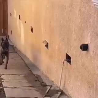 Hunde Memes-Beitrag-Bild