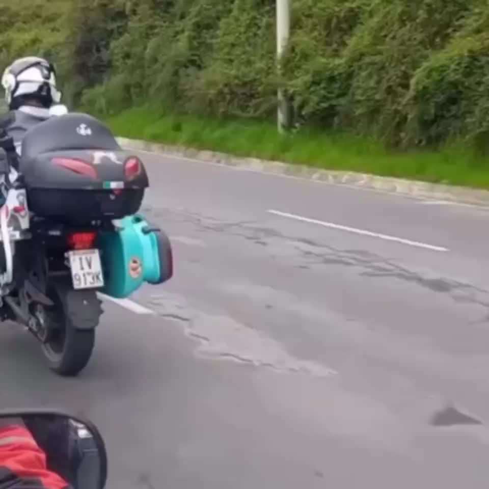 Hunde Memes-Beitrag-Bild