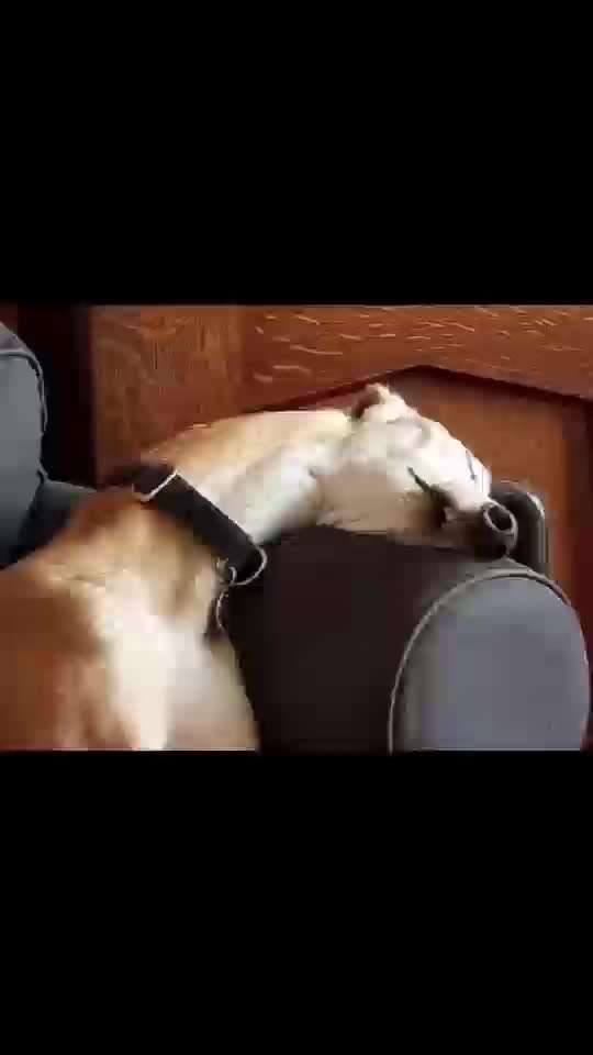 Hunde Memes-Beitrag-Bild