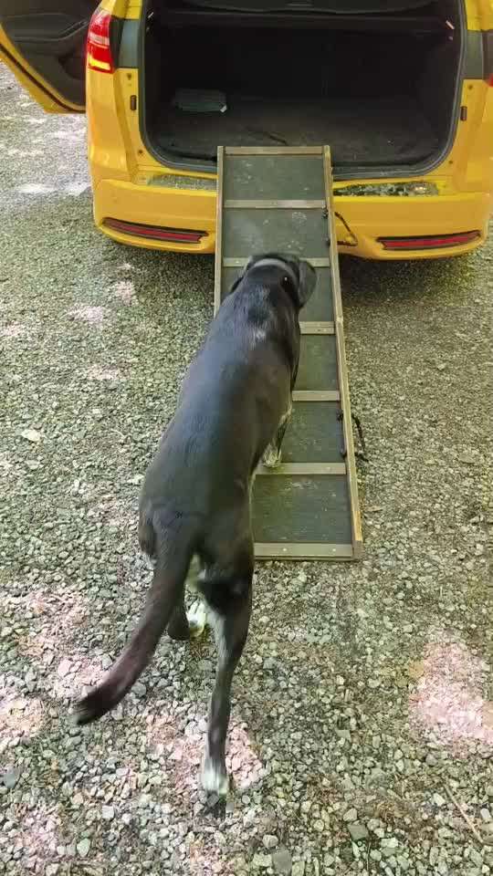 Hundetreppe für Einstieg in den Kofferraum-Beitrag-Bild