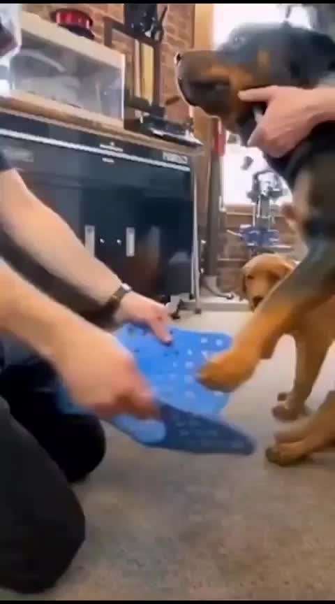 Berührende Hunde Bilder/Videos-Beitrag-Bild