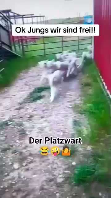 Hunde Memes-Beitrag-Bild