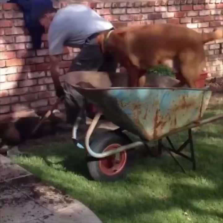 Hunde Memes-Beitrag-Bild