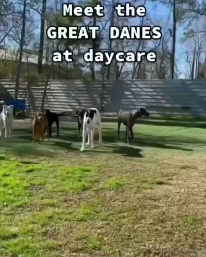 Hunde Memes-Beitrag-Bild