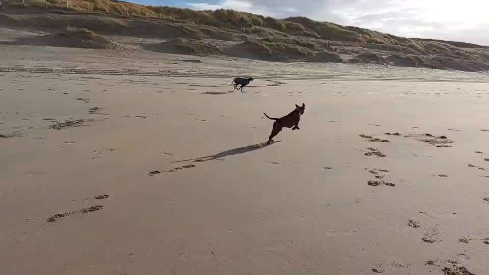 Windhunde - Treffen der besonderen Schönheiten
HERZLICH WILLKOMMEN-Beitrag-Bild