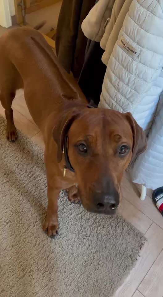 Rhodesian Ridgeback-Beitrag-Bild