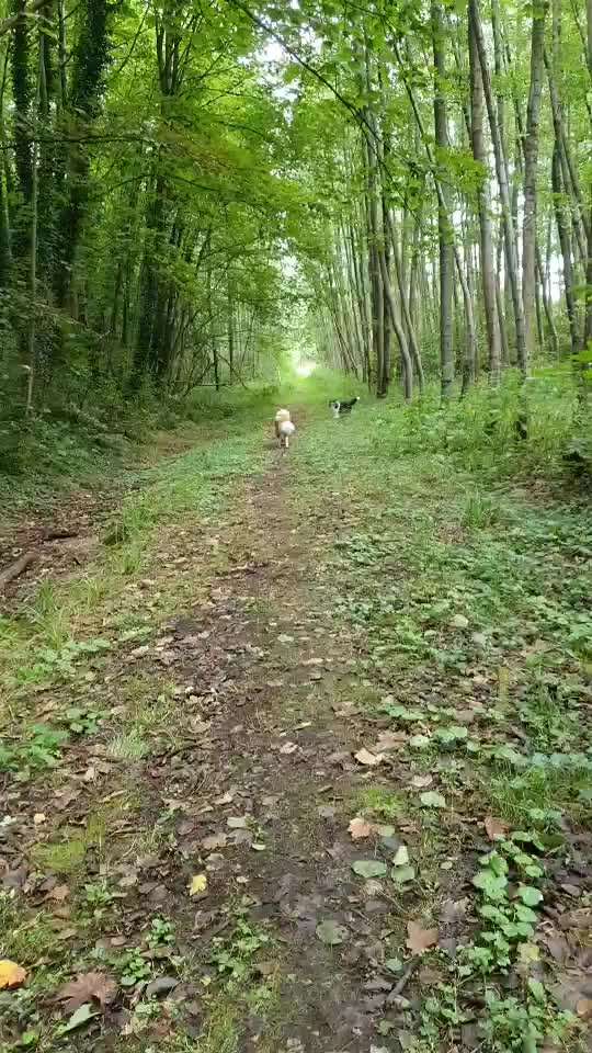 Collies -wo seid ihr?-Beitrag-Bild