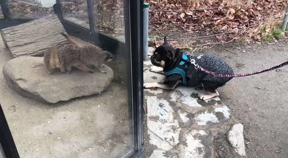 Video Challenge Nr. 12
Ein glücklicher Hund-Beitrag-Bild