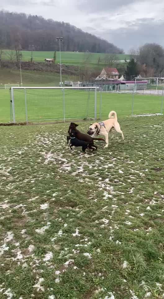 Kangal Fans ! ! ! !-Beitrag-Bild