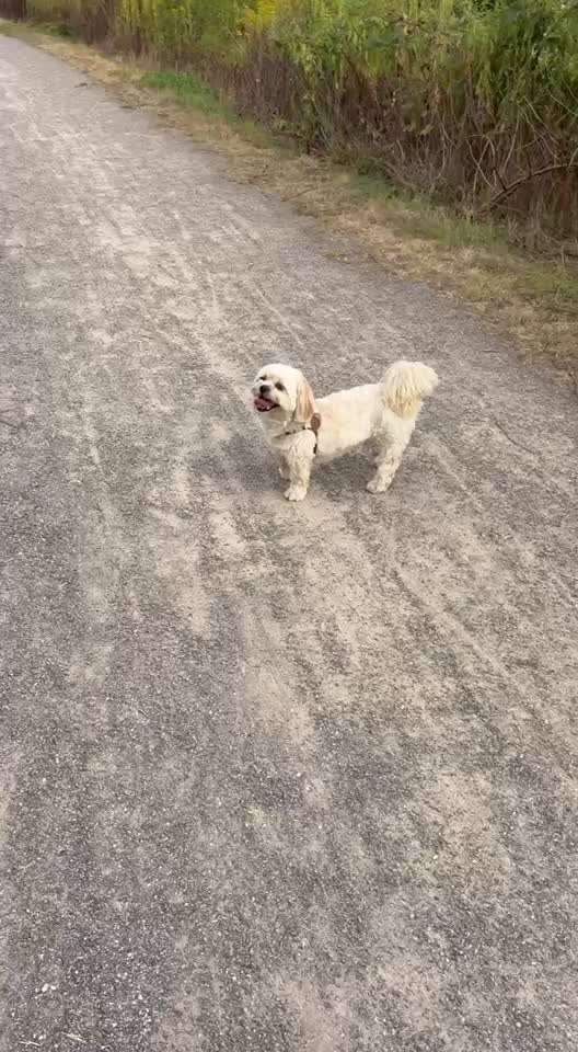 58.Impulskontrollchallenge " Geduld haben !"-Beitrag-Bild