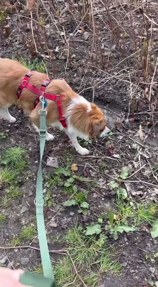Tierschutzhunde suchen ein Zuhause-Beitrag-Bild