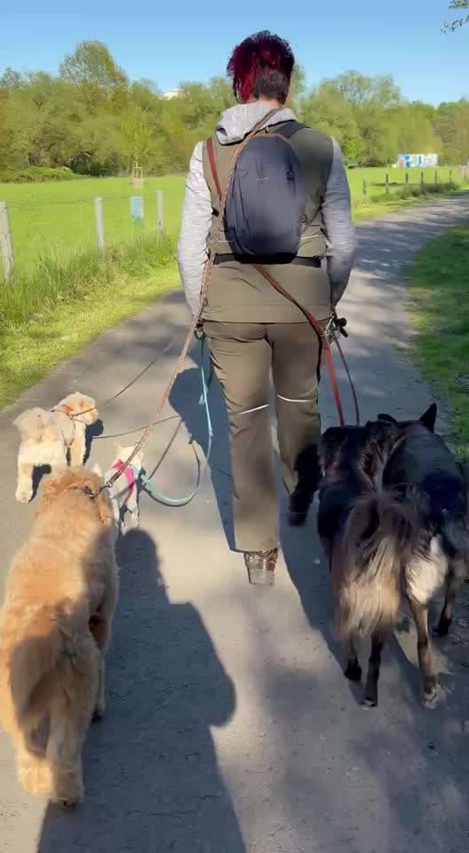 Nr. 71 - Leinenführigkeit (Impulskontrollübung)-Beitrag-Bild