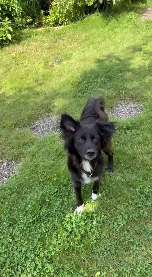 74. Trick-Übung "Leckerli schnappen"-Beitrag-Bild