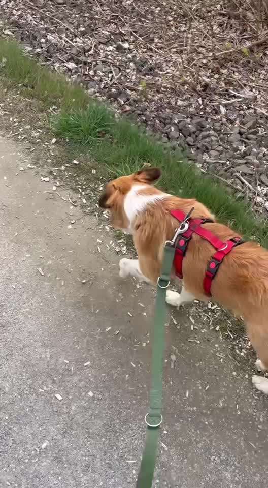 Tierschutzhunde suchen ein Zuhause-Beitrag-Bild