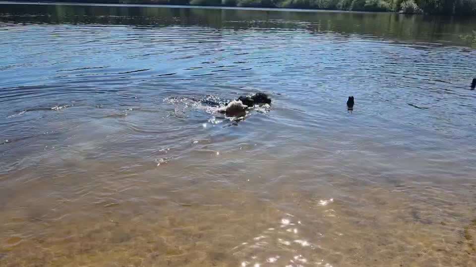 Hundeschwimmen-Beitrag-Bild