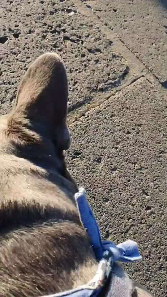 Französische Bulldoggen-Beitrag-Bild