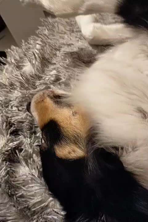 Video-Challenge Nr. 10
Der umsorgte Hund-Beitrag-Bild