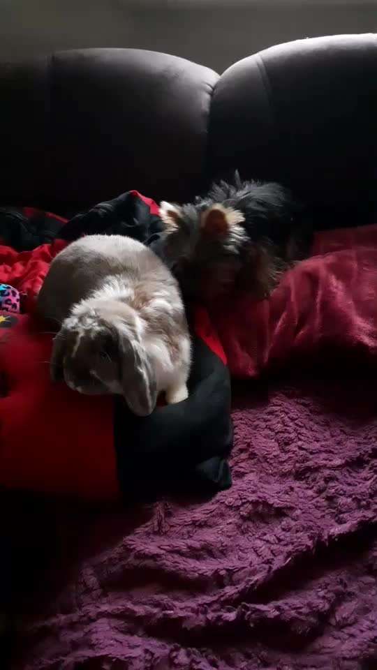 Zeigt hier Euer liebstes Video Eurer Hunde-Beitrag-Bild