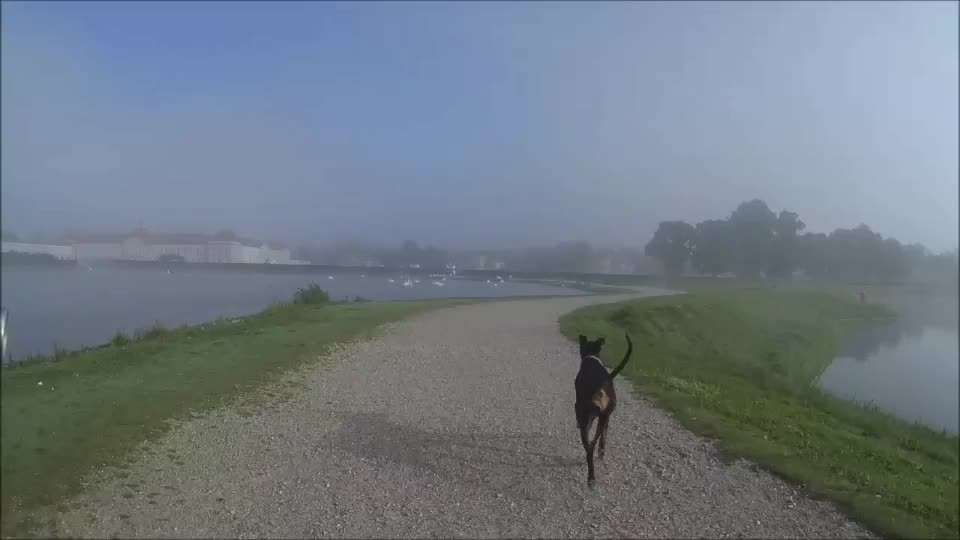 16. Impulskontrolle Challenge - Reiz trotz Ablenkung trotzen-Beitrag-Bild