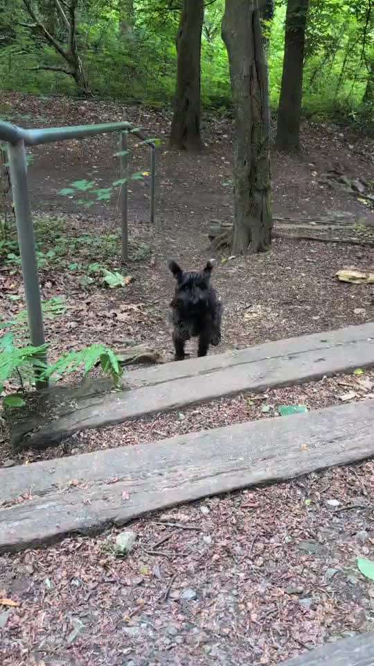 Was hat euch heute mit eurem Hund gefreut?-Beitrag-Bild