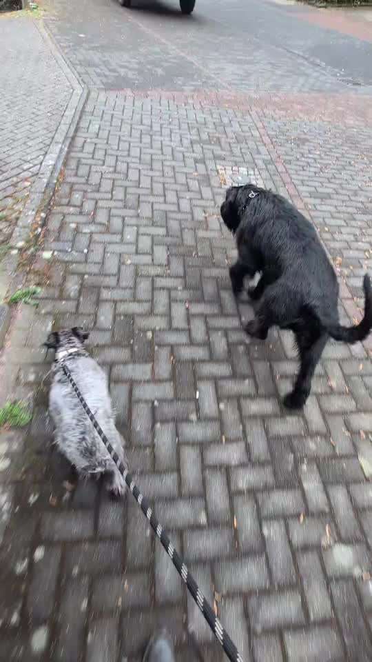 Nr. 71 - Leinenführigkeit (Impulskontrollübung)-Beitrag-Bild