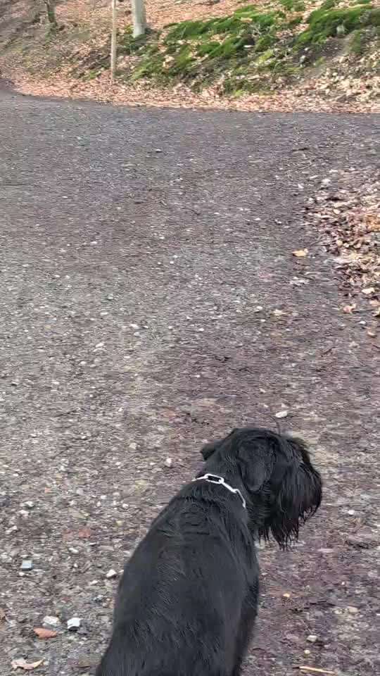 Leinenpflicht – nervige Einschränkung oder sinnvoller Schutz?-Beitrag-Bild