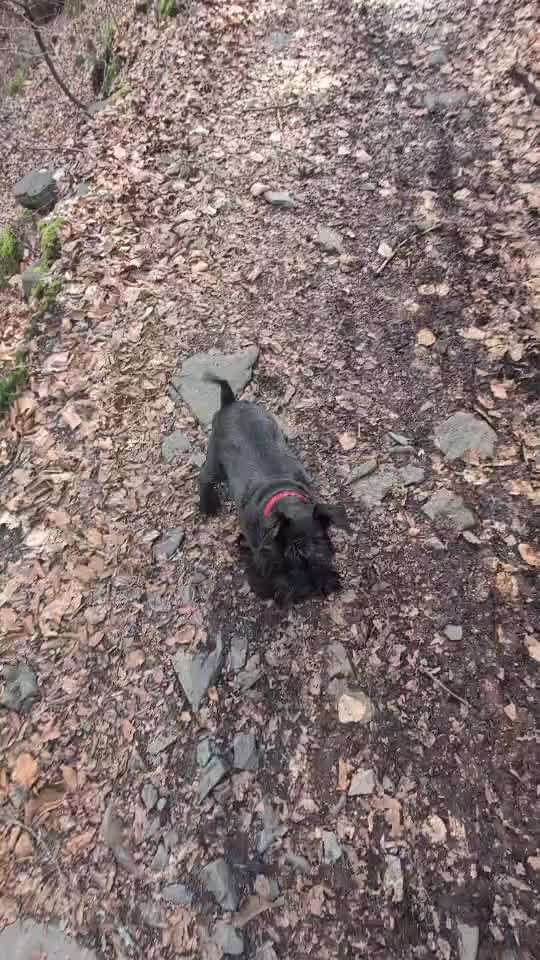 Lahmheit / entzündete Sehne-Beitrag-Bild