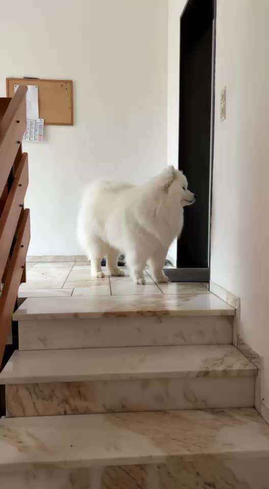 Samojede-Beitrag-Bild