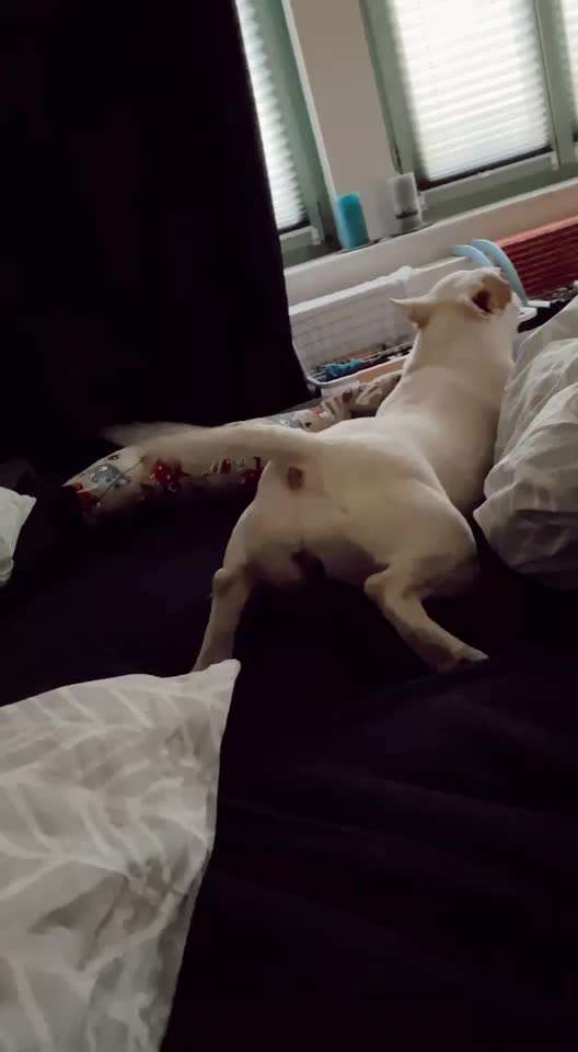 Miniatur Bull Terrier-Beitrag-Bild