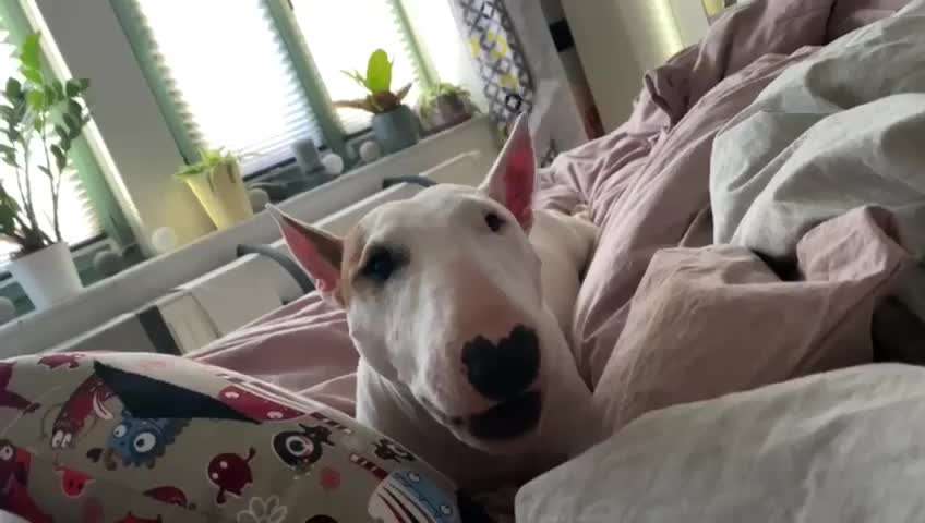 Miniatur Bull Terrier-Beitrag-Bild