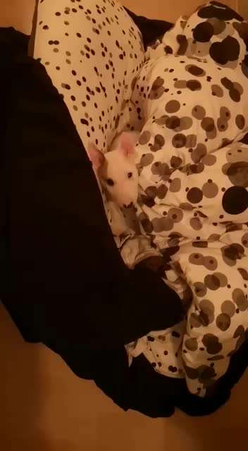 Zeigt hier Euer liebstes Video Eurer Hunde-Beitrag-Bild