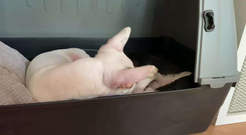 Bester Freund, Hundekumpel - zeigt her!-Beitrag-Bild