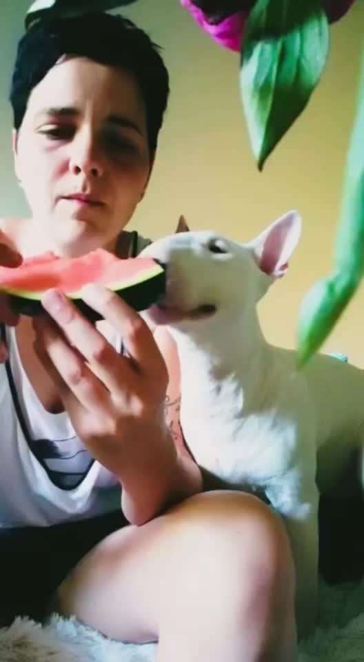 Hier ist der Spaßthread. Zum Schmunzeln und Kaputtlachen-Beitrag-Bild