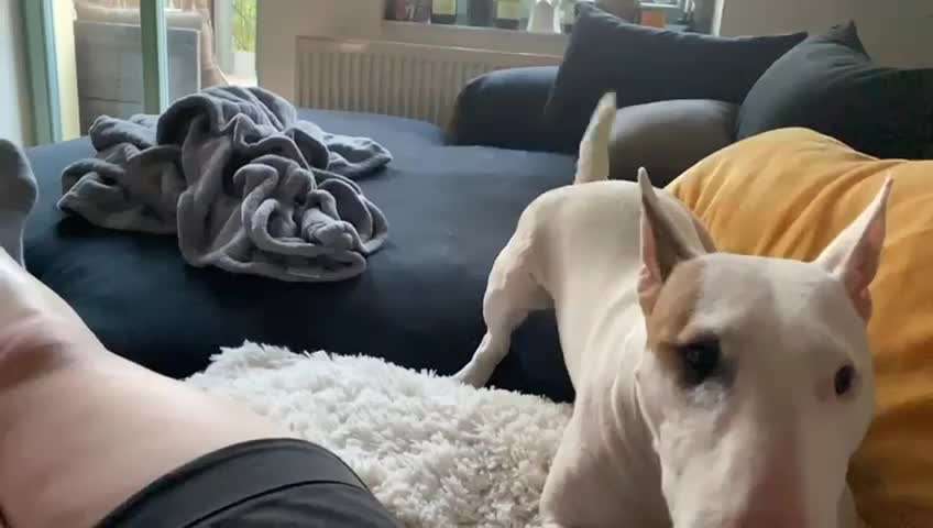 Miniatur Bull Terrier-Beitrag-Bild