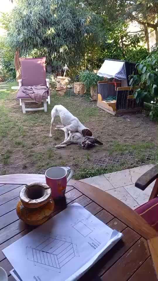 Tierschutzhunde suchen ein Zuhause-Beitrag-Bild