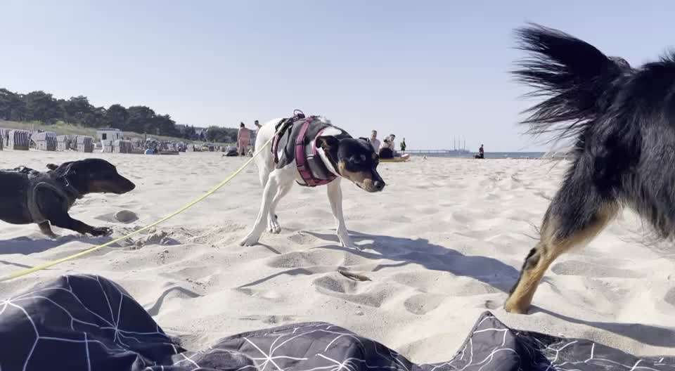 Video-Challange Nr. 9
Der unsinnige Hund-Beitrag-Bild